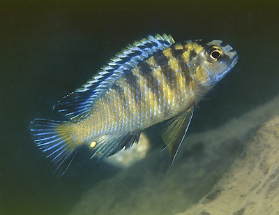 Tropheops tropheops 'Makanjila Point'